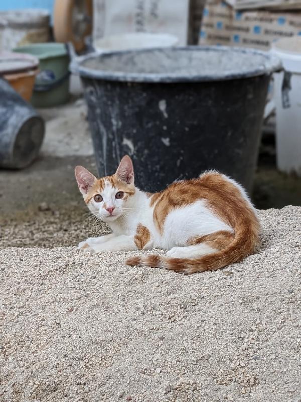 Artù, gattino 5 mesi taglia media – dolcissimo e fusone Foto 3